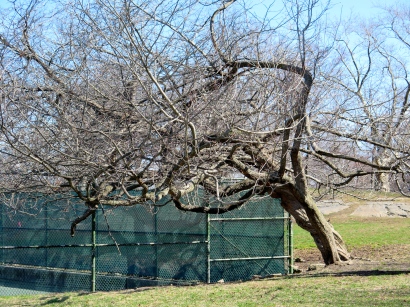 Back corner of the tennis courts, this tree wants a ball.
