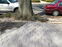 Watch out, the tree roots under the sidewalks don't make for a smooth stroll.