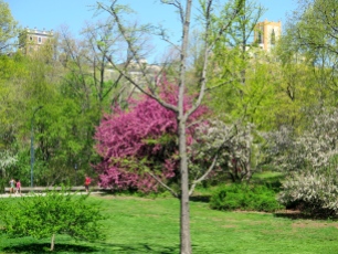The trees of the park are the perfect mix of blossoming, half blossoms/half leaves, and just budding