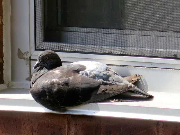 Even the pigeons shut up to enjoy a perfect moment in the sun.
