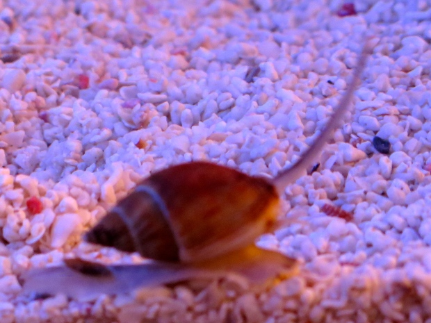 Nassarius snail. These guys live in the sand, popping up when they smell food.