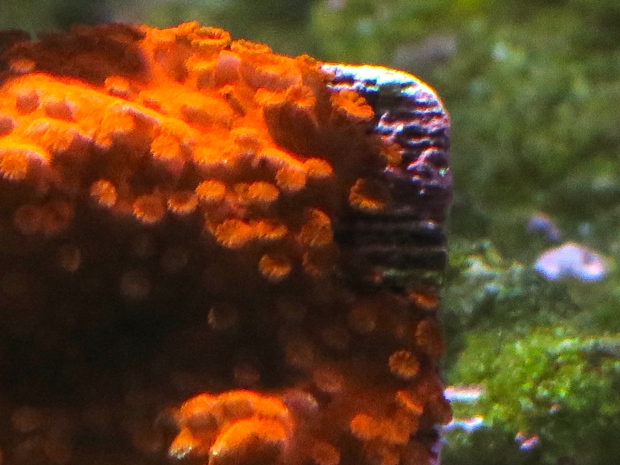setosa coral, happy polyps extended