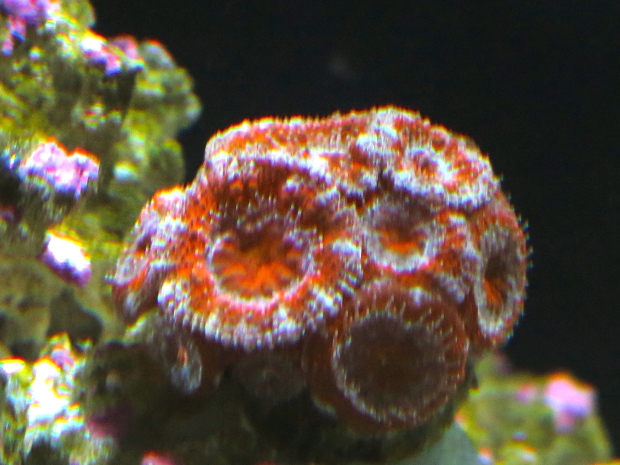 Acan, two new heads