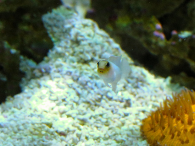 The jawfish venturing out of his hiding spot