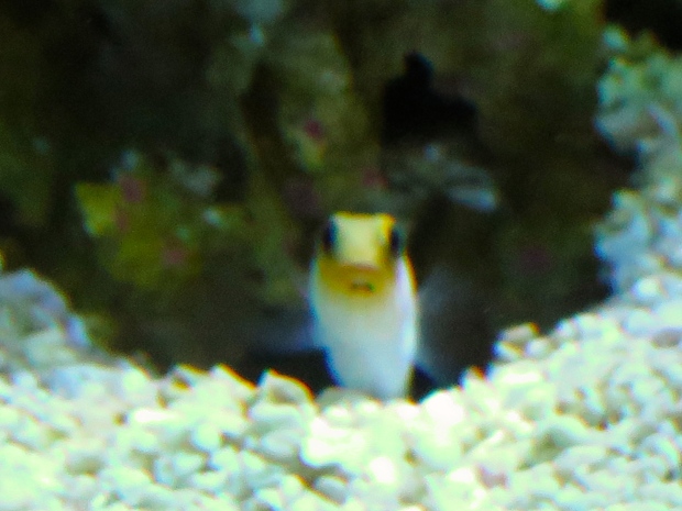 This is Mrs Fringe, a little out of focus, sticking close to my hiding spot under a rock.