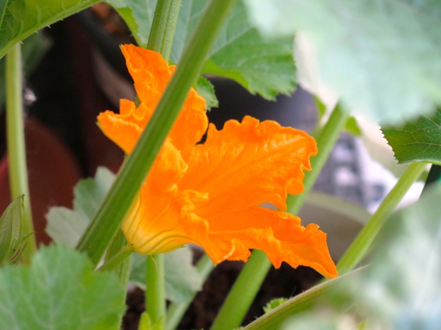 First zucchini flower of the season.