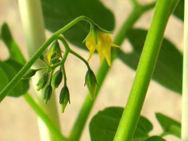 First tomato flowers.