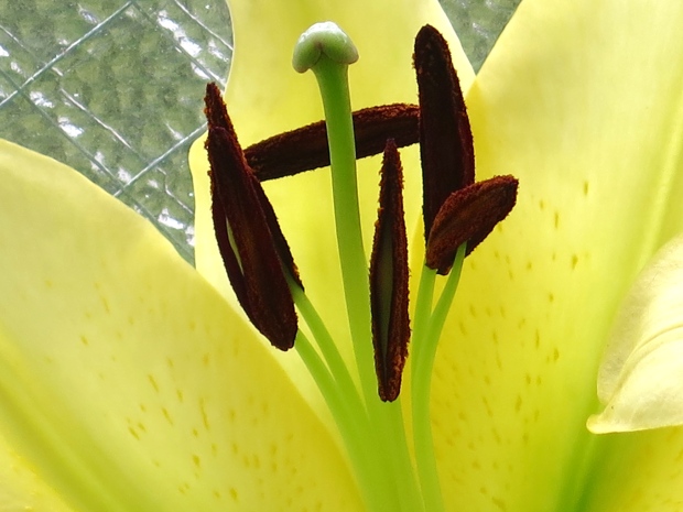 Lilies, a new love