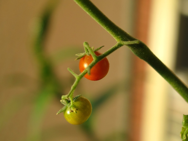 Art Child and I have taken to calling them tomato berries.