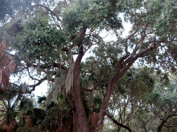 I could spend all day looking at these live oaks, truly magnificent. 