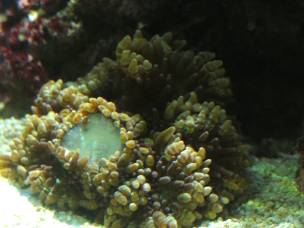 Beaded anemone, heteractis aurora